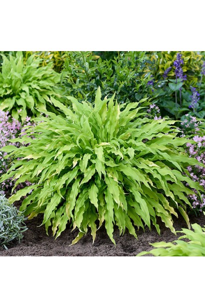 Хоста Паті Стрімерс